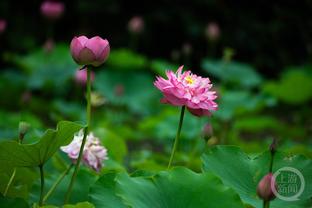 雷竞技苹果版